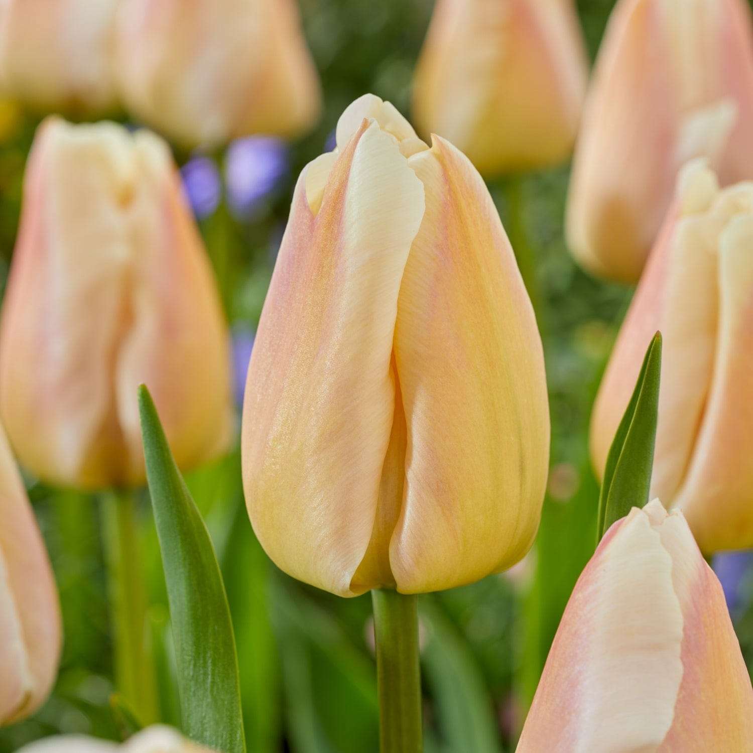 Tulipe 'Apricot Pride'
